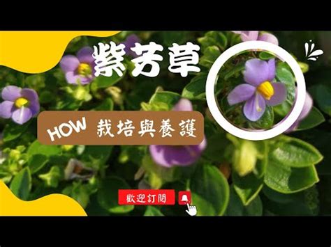 紫芳草風水